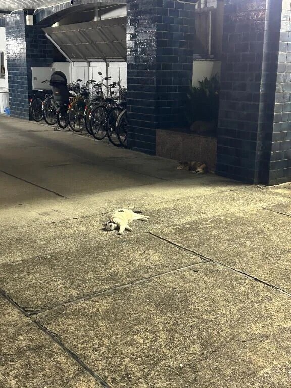 ねこ