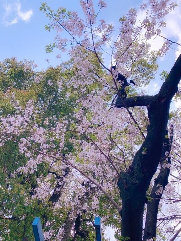 春だね🌸