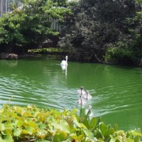 ののか