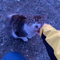 ののか