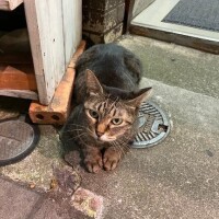 ののか