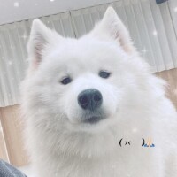 めい