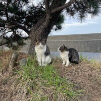 ののか