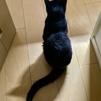 ひなた