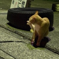 ののか