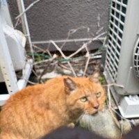 ののか