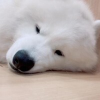 めい