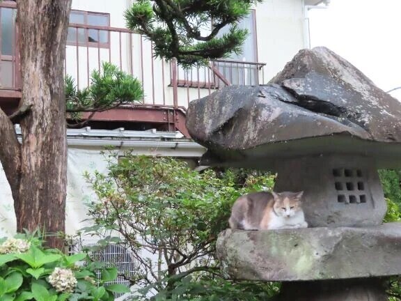 今日も