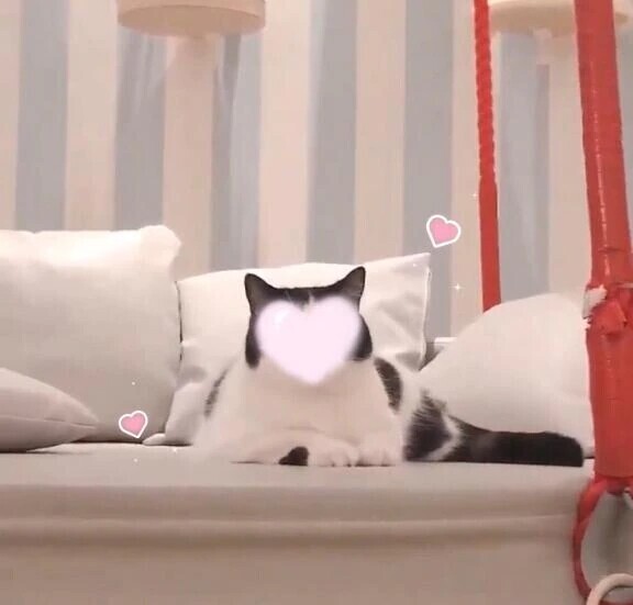 おはよう🐈🤍