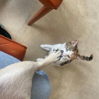 ののか