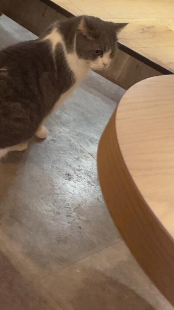 猫さん^._.^