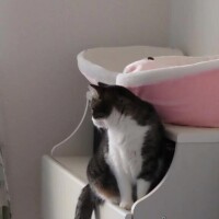 ののか