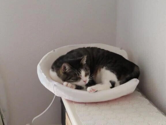 ありがとうございます！