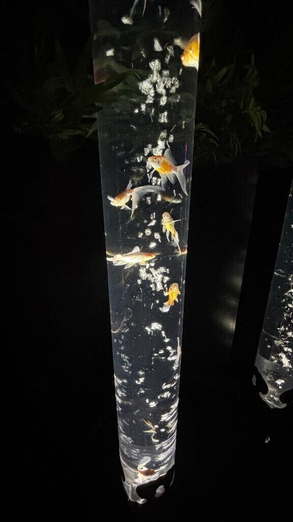 ᜊ(˶ᐢ. .ᐢ˵)ᜊ