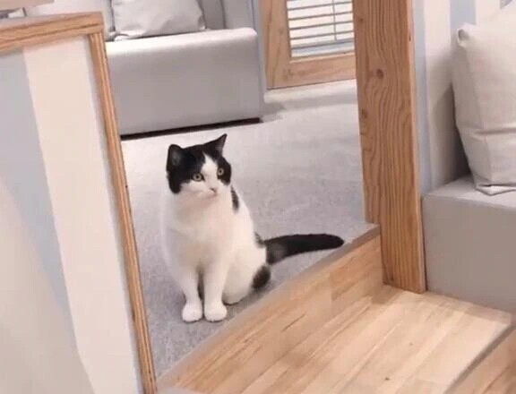 ありがとう🐱🤍