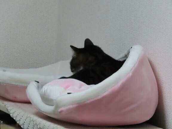 猫はじゃないよ〜