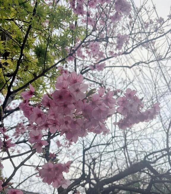 春を感じるね\( ¨̮ )/♡