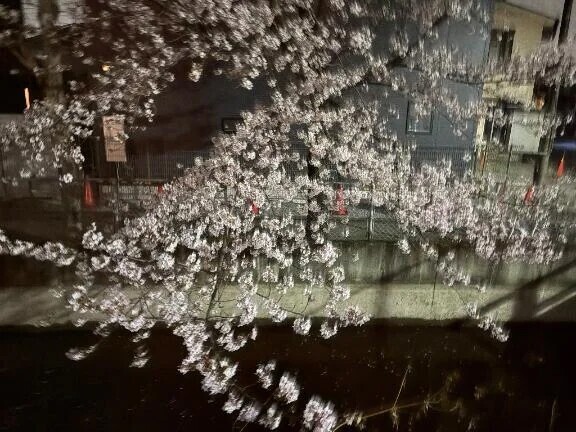 🌸