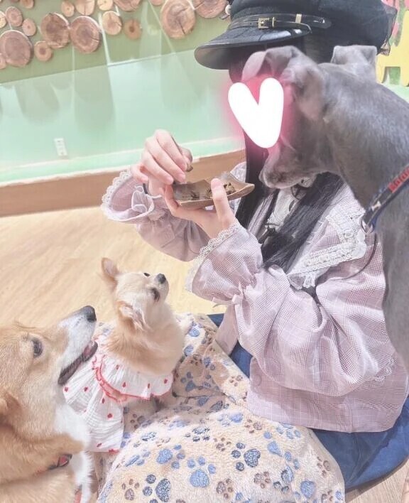 飼っていないけど🐶🐶