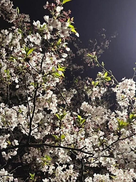 桜散る🌸