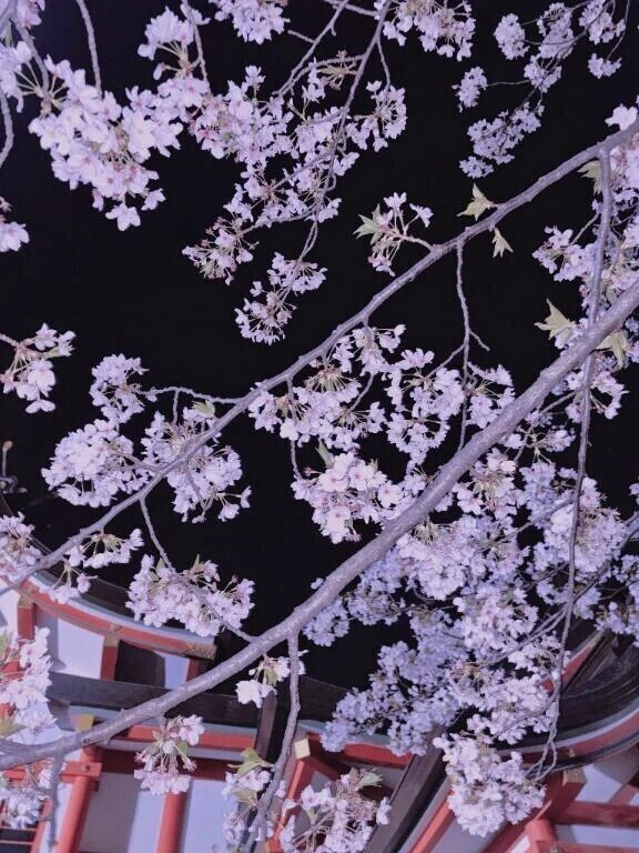 綺麗だね
