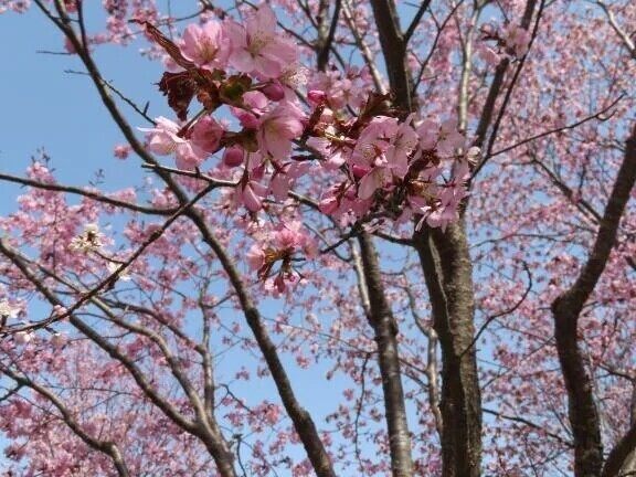 ありがとうございました🌷