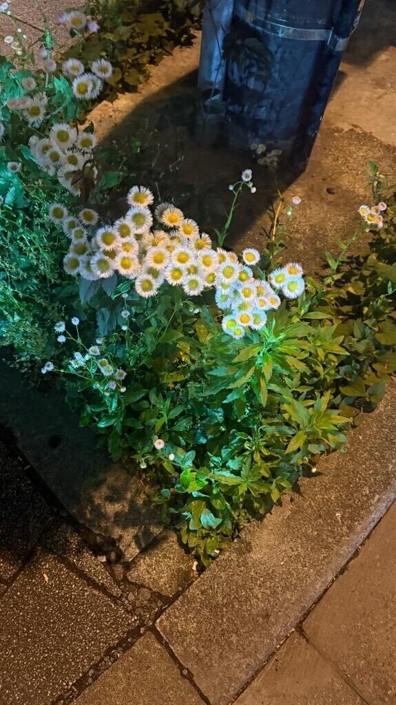 かわいい