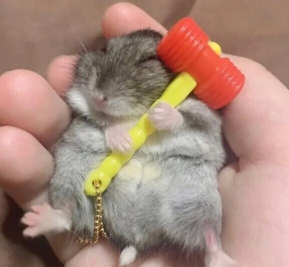 可愛すぎるハムちゃん見つけた！