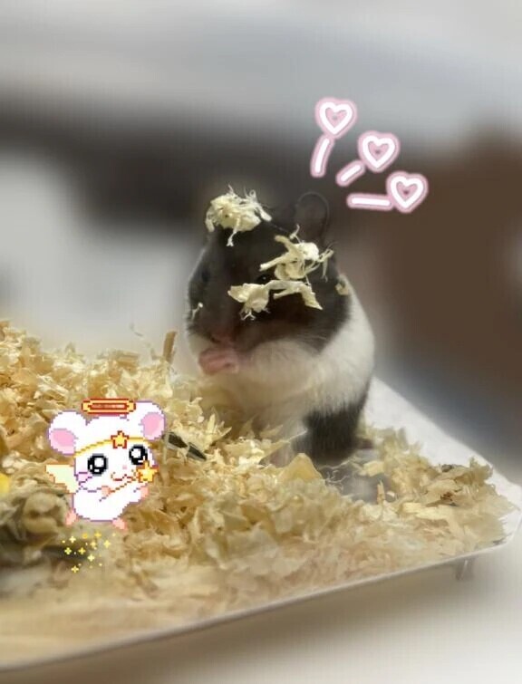 私のハムちゃん
