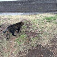 ののか