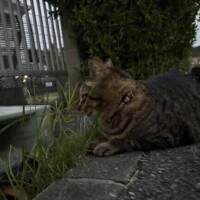 ののか