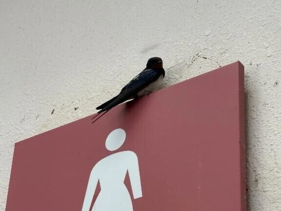 つばめ🕊️
