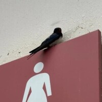 ののか