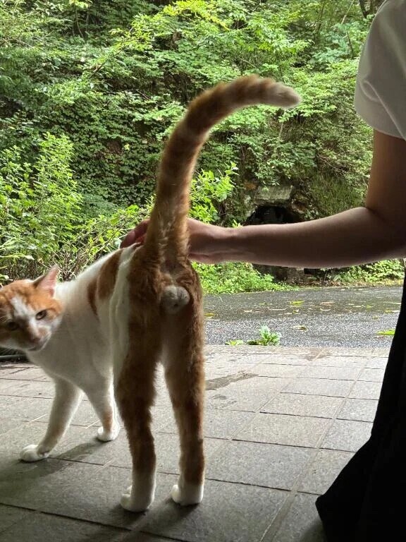 写真は特に意味はありません🐱