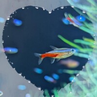 ゆきな