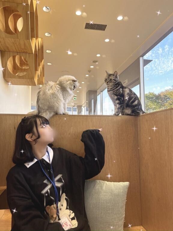 🐱🌙*ﾟ