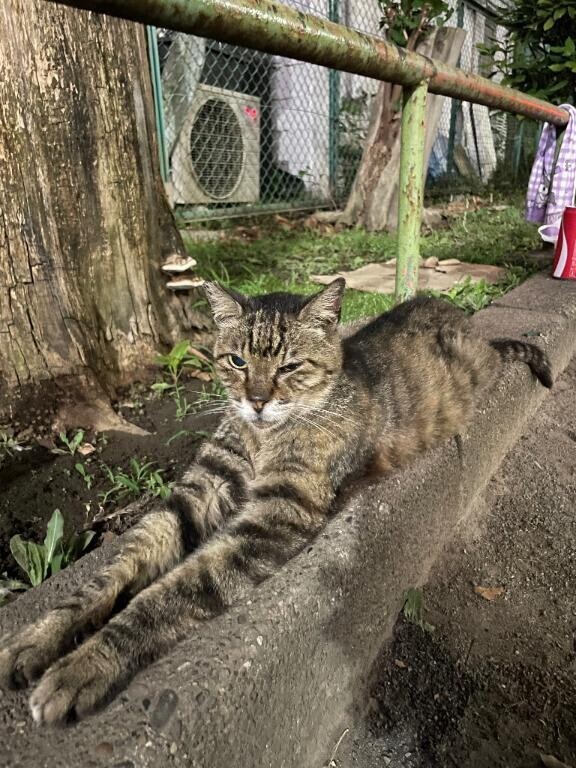 新しいねこたんみっけ^. .^