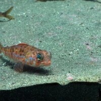 もな