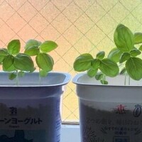 さき