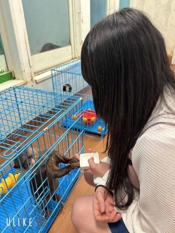カワウソ🦦