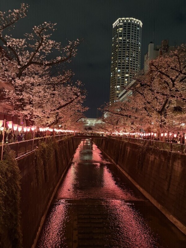 夜桜趣きありますね🌸