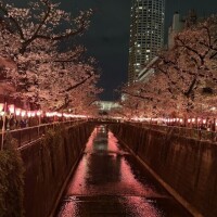 夜桜趣きありますね🌸