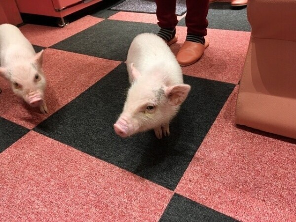 お休みしました