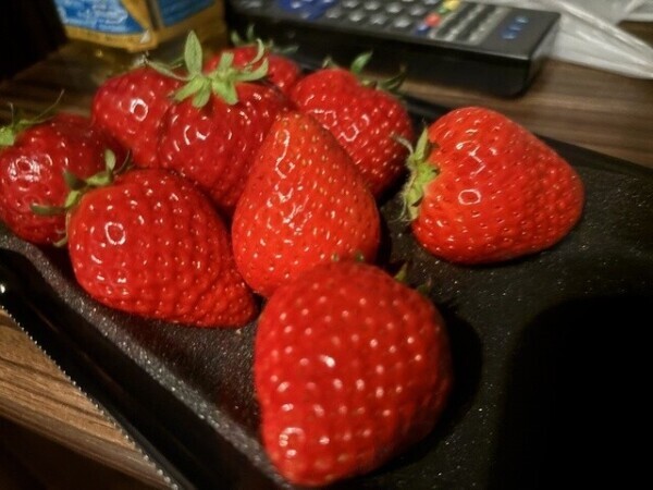 おれい