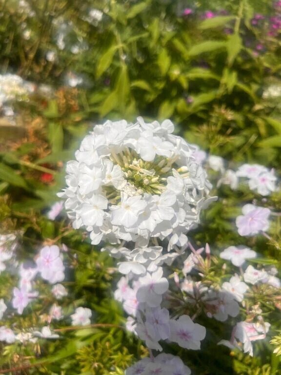 私の大好きなもの🌼