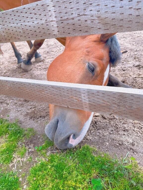 そういえば…🐴🐴