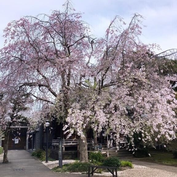 ありがとう🌸