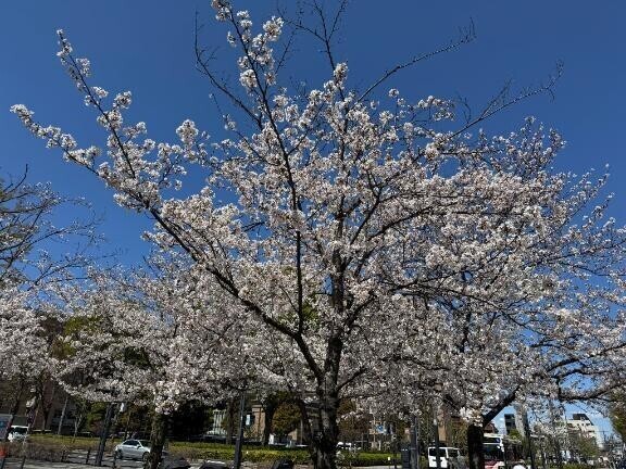 春だなあ🌸