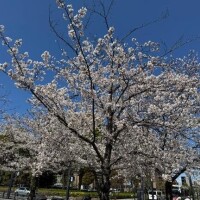 まいか