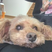 ひより